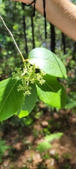 Viburnum cassinoides image