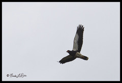 Daptrius megalopterus