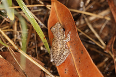 Litoria bicolor