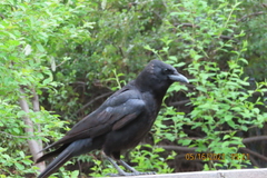 Corvus brachyrhynchos