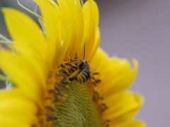 Svastra obliqua expurgata