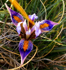 Iris unguicularis cretensis