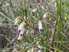 Conostephium pendulum