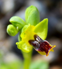 Ophrys lutea phryganae