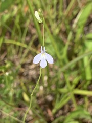 Lobelia nuttallii