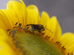 Svastra obliqua expurgata