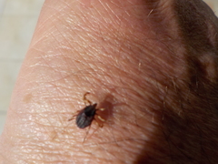 Hyalomma