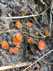 Cheilymenia coprinaria