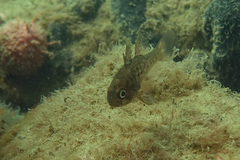 Vincentia conspersa