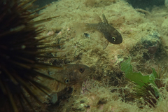 Vincentia conspersa
