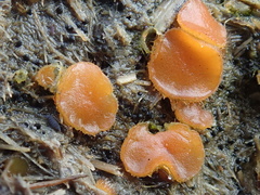 Cheilymenia coprinaria