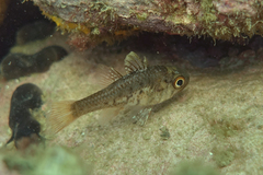 Vincentia conspersa