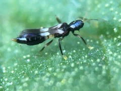Franklinothrips vespiformis