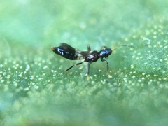 Franklinothrips vespiformis