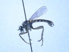 Lasiopogon