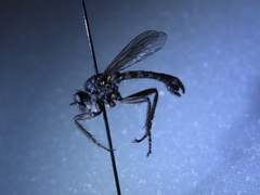 Lasiopogon
