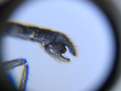 Lasiopogon