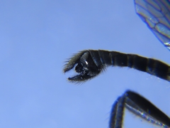 Lasiopogon