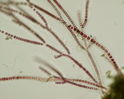Representative image of Stylonematophyceae