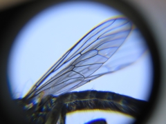 Lasiopogon