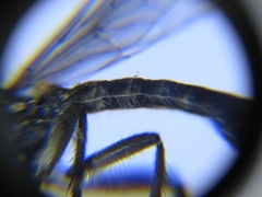 Lasiopogon