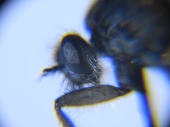 Lasiopogon