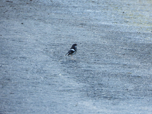 Little Forktail (Enicurus scouleri), photo 8