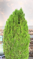 Platycladus orientalis