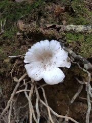 Russula alboareolata