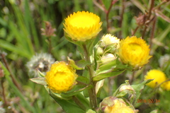 Helichrysum cooperi