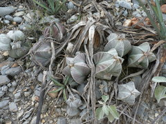 Astrophytum myriostigma