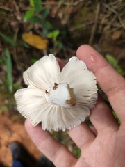 Russula alboareolata
