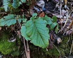 Francoa appendiculata