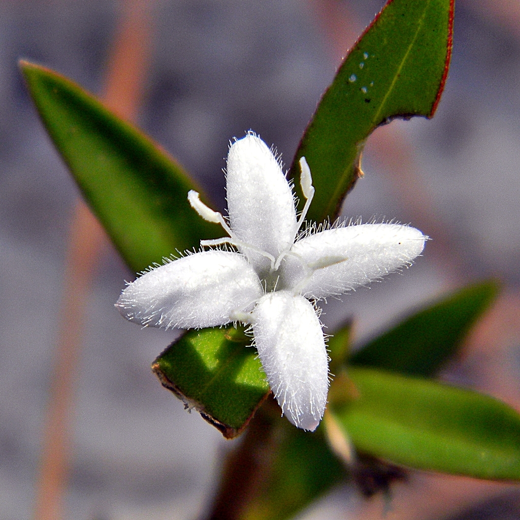 Diodia virginiana