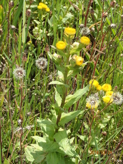 Helichrysum cooperi