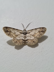 Lepidoptera