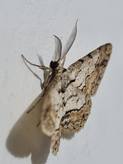 Lepidoptera