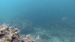 Chelmonops truncatus