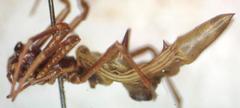 Micrathena sexspinosa image