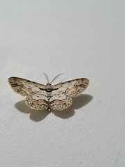 Lepidoptera