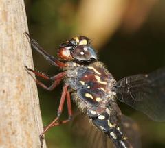 Austroaeschna multipunctata