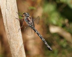 Austroaeschna multipunctata