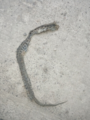 Thamnophis scaliger