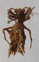 Micrathena gracilis image