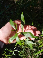 Myoporum acuminatum