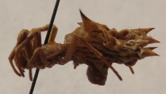 Micrathena gracilis image