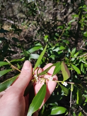 Myoporum acuminatum