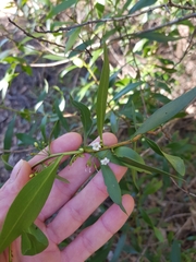Myoporum acuminatum