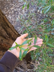 Myoporum acuminatum