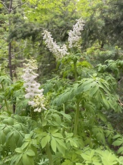 Corydalis caseana brandegeei